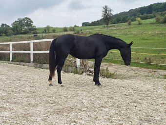 Krásná černá drezurní klisna - 5