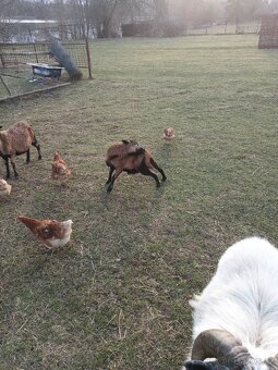 Kamerunské ovce - 5