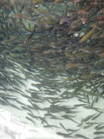 Nasada Pstruh duhový - 5