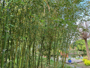 Bambusy -  sazenice + protikořenová folie - 5