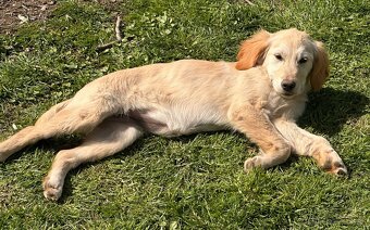 Zlatý retrívr, golden retriever - 5