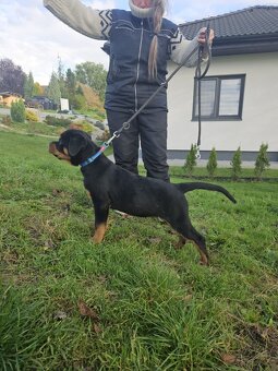 štěně rotvajlera - 5