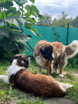 Daruji do dobrých rukou - 5