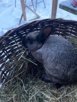 Nabízím králíky - 5