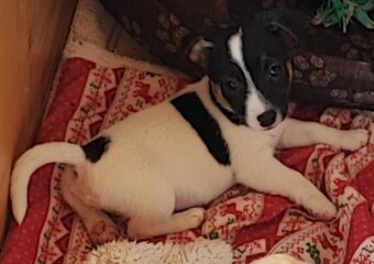 Jack Russel terier, kouzelná štěňátka - 5