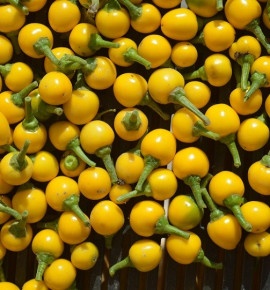 Semínka semena chilli i sladká paprika různé odrůdy - 5