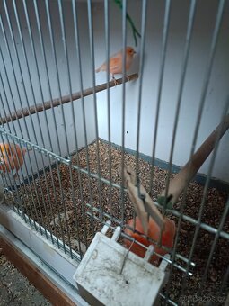 Kanárek mozaika - 5