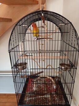 Agapornis s klecí - 5