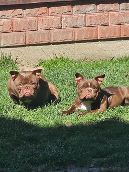 American Bully Nano pes a fena - 5