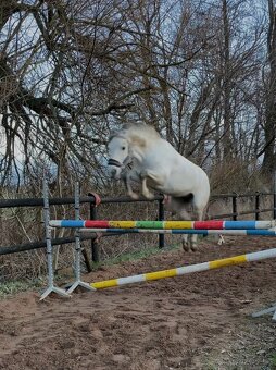 Top Connemara pony - 5