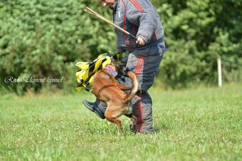 Belgický ovčák malinois s PP - 5