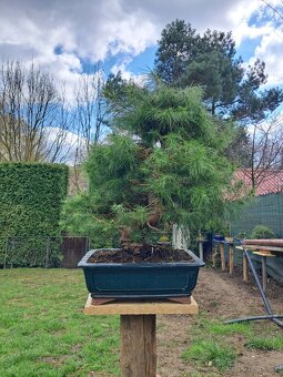Bonsaj,bonsai Borovice - 5