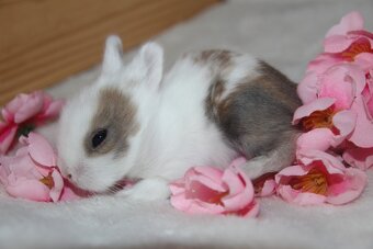 Miminka zakrslých teddy a lvíčků ihned k odběru i rezervaci - 5