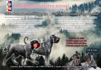 Knírač velký černostřibřitý s PP - 5