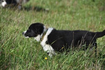 Border kolie s PP - 5