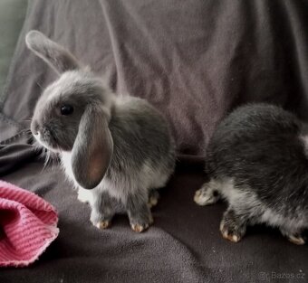 Zakrslý beránek králíček - 5