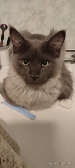 Mainská mývalí bez pp - 5