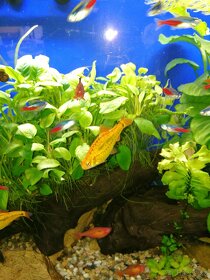 Akvarijní rostliny , SUPER cena - 5