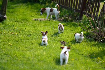 Jack Russell terier - hladkosrstá fenka s PP - - 5