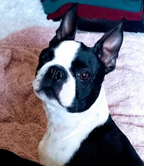 Boston Terrier,Boston,Bostonsky terier - 5