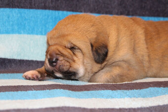 Španělský mastin - pejsci s PP - 5