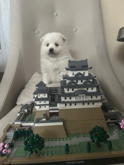 Japonský špic - 5