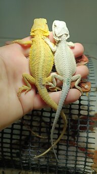 Agama vousatá-mláďata red, citrus, zero - 5