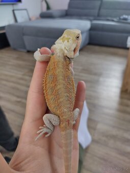 Agama vousatá připravený k odběru - 5