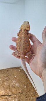 Agama vousatá - pogona vitticeps - 5