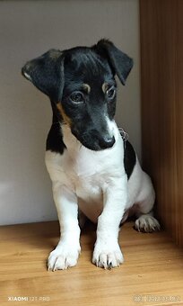 Jack russel terier - 5