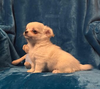 Čivava dlouhosrstá s PP- fenky a pejsci - 5