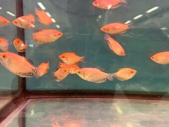 Čichavec zlatý (medový) - 5