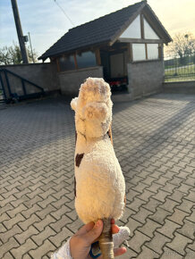 Prodám Hobby Horse - 5