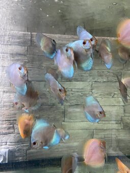 Terčovci - discus blue diamond, white, red valentine, tyrkys - 5