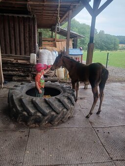 Prodám Qh hřebečka - 5
