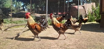 Kohouti české zlaté kropenky – vhodní do chovu - 5
