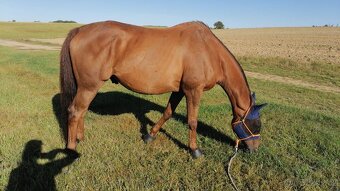 Prodám valacha na rekreaci pro 1 člověka - 5