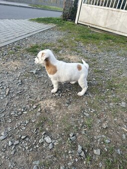 Jack Russel X - 5