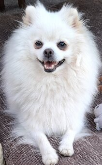 Pomeranian bez PP - 5