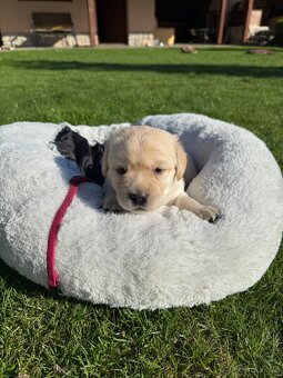 Štěňátka labradora s PP - 5