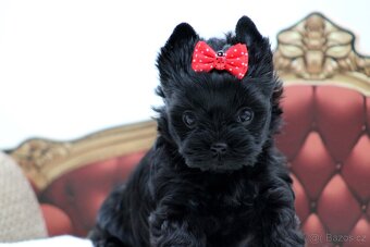 yorkshire terrier colorful - 5