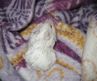 Křeček (křečík) campbell s PP - albino satin - 5