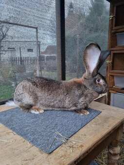 Belgický obr Div - 5