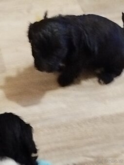 Ruská barevná bolonka stěně s PP - 5