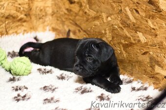 Stafordšírský bulteriér s PP FCI - 5