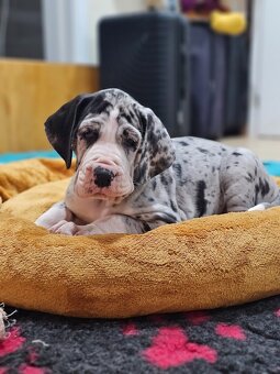 Německá doga s PP - 5