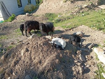 Quessantské ovce, mini ovečky - 5