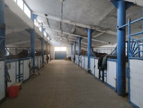 Ustájení koní , jízdárna, pastva , Kolín - 5