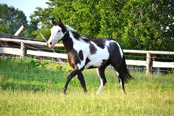 Paint horse - klisna - 5