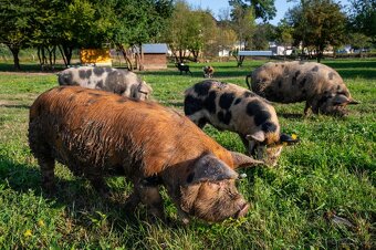 prasátka na grilovačku nebo do mrazáku kune kune - 5